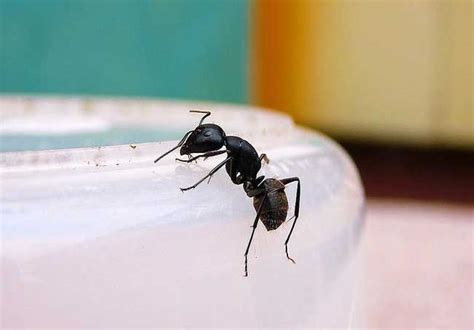 家裡有大螞蟻 容易被嚇到